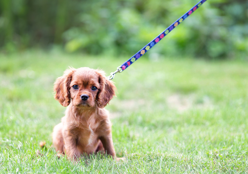 guinzaglio per cani